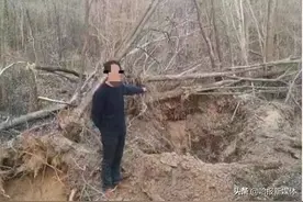 刑拘！男子雇用钩机压倒数株重点保护植物图片