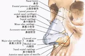 鼻、鼻腔、鼻窦解剖图片