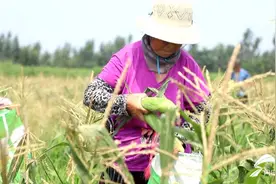 玉米像香蕉一样扒皮即食，一根7元还不愁卖！德州小伙返乡带村民共致富图片