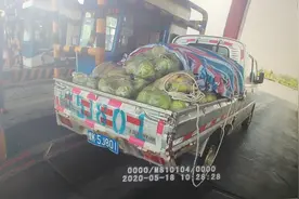 慧眼识别假绿通 严把政策不放松图片