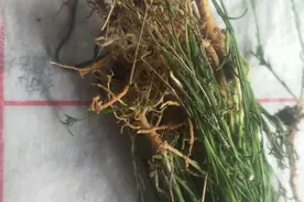中药材一一双肾草图片