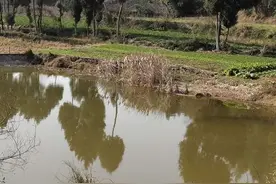 门前的水塘图片