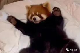 江苏一只小熊猫闯入酒店房间，当成自己的领地，在床上玩耍打滚图片