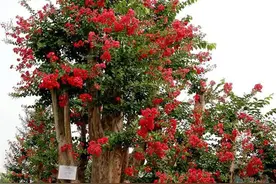 《清平调词》节选  唐 李白图片