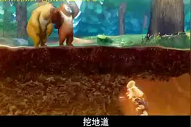 熊出没：光头强正面打不过熊兄弟，居然挖地道进入森林砍树视频封面