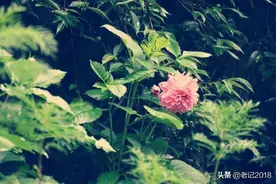 一个白胡子老头说的几句话（转）图片