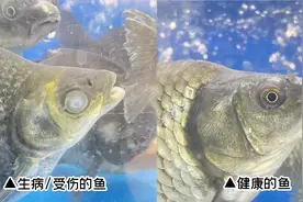 超市里的这种肉不建议买，套路多得你想不到图片