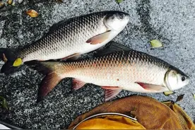 如何钓泰鲮？介绍自己一直使用的私家配方，或许能让你拉到手抽筋图片