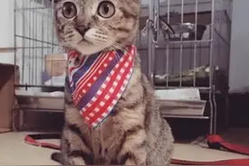 当初信誓旦旦不养猫的老爸：“啧，真香！”图片