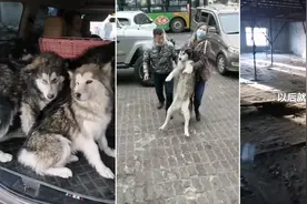 哈尔滨疑遭虐待的雪橇犬有了新去处 已被当地救助机构收养图片