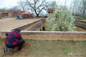 小雨过后，农村地坑院里的老人们顾不上吃早饭，都在忙着1件事图片