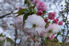 每日赏花：樱花盛开，清丽的早樱和艳丽的晚樱。看这三点就能区别图片