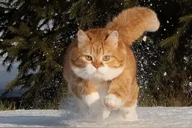 一只体态发福的俄罗斯网红猫，热爱玩雪，是个灵活的胖子图片