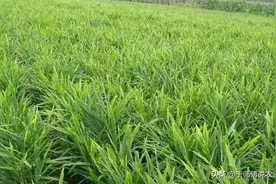 为什么一块姜地，种上两年姜之后，再种姜就会越种越瘦？图片