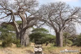 什么是“Safari”？图片