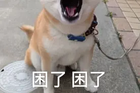 柴犬表情包2图片