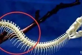打蛇为什么要打七寸为什么不打头，把头打烂，既没毒牙又安全图片