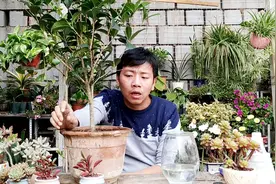 桂花盆栽这样浇“酸水”，一年四季开花不断，绝对的花香满屋！视频封面