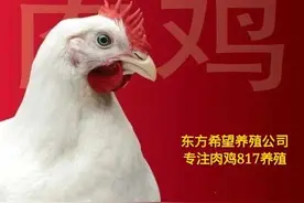817肉杂毛鸡行情（棚前价格）4月19日图片