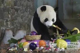 海南热带野生动植物园为大熊猫“贡贡”“舜舜”庆祝8岁生日图片
