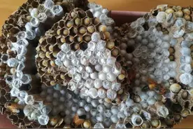 蜂蛹的食用方法图片
