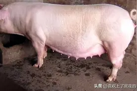公猪和母猪能放一起养吗？危害非常大图片
