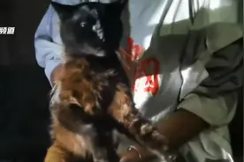 家中闯进一条大蛇！猫护主人大战眼镜王蛇图片