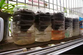 找来10个闲置的“空油壶”，放阳台，种上几样菜，收获太棒了！图片