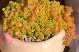为什么别人的黄金草盆栽出锦了，而我的黄金草一直绿油油？图片