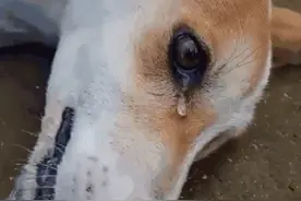 人狗情末了图片