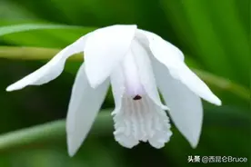 云南又要出名了！再次发现消失100多年的濒危物种，并采集到种子图片