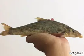 黄河“鸽子鱼”的尴尬！成为一级保护鱼类，却难觅活体，无人认识图片