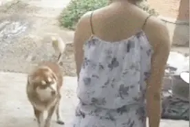 阿拉斯加偷溜出去玩一天，回来看见主人拿着木棍，立刻装瘸博同情视频封面