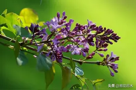 自己采摘野花插花，如何选择，什么时候采摘最佳？图片