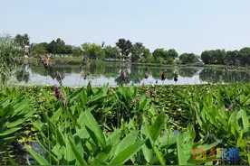北京城中心的湿地公园，在这里触摸老北京的脉搏，值得一去再去！图片