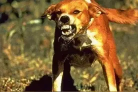 有狂犬病的狗狗，都有这些特征，你可要小心了图片