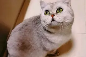 主人被确诊隔离，疫情之下的“猫顽强”竟独自生下了一窝猫宝宝图片