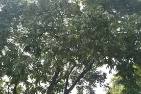 世界上最早的佛珠，西湖边竟随处可捡？大多数去过西湖的都见过图片