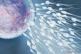 精子数量越多，怀孕概率就越大？图片