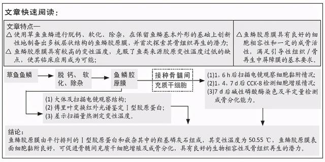 鱼鳞胶的作用与功效 2026年鱼鳞胶的作用与功效禁忌