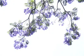 昆明校场中路2020年蓝花楹树下新增的看点图片