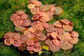 6种翠绿的浮水植物，是特容易养好的水生植物，基本是有水就能活图片