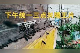 雄蜂的处理方法！图片