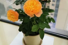 月季花株型总是长不好？学会正确的打顶方法株型长的正图片