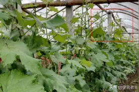 葡萄萌芽不齐，将导致影响产量！5个方法，解决萌芽齐整问题图片