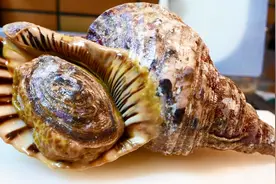 海鲜美食，一个鲜活的大海螺，看看厨师是怎么烹饪的视频封面
