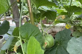 夏季，收获的季节，迎来了花香，引来蝴蝶和蜜蜂图片