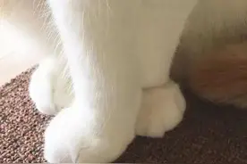 背影杀手小橘猫！这只"橘肥圆"的身影实在太迷人图片