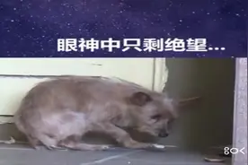 求求你放我一条生路，不要再打我，再爱我一次！视频封面