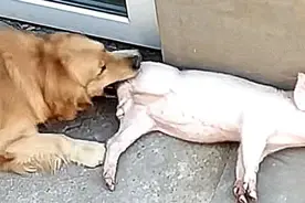 小猪在后院嗷嗷叫，担心有人偷猪，赶过去后，拿起扫把直接打图片
